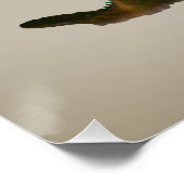 Poster Canards colverts. Loyauté (Coin)