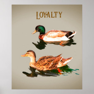 Poster Canards colverts. Loyauté