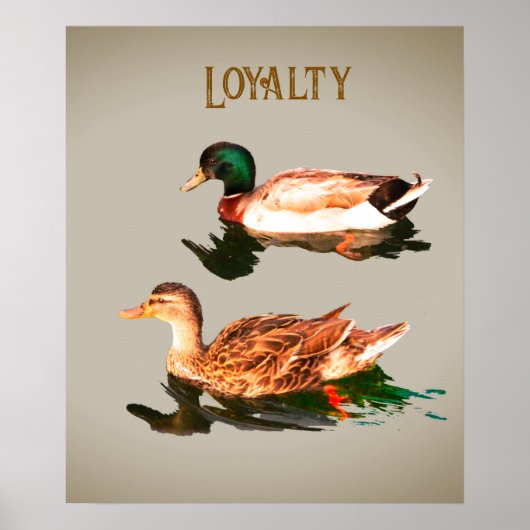 Poster Canards colverts. Loyauté (Devant)