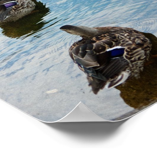 Poster Canards dans une rangée (Coin)