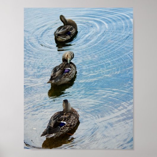 Poster Canards dans une rangée (Devant)