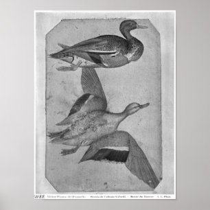 Poster Canards, de l'Album Vallardi