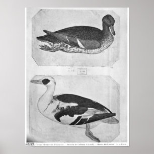 Poster Canards, de l'Album Vallardi