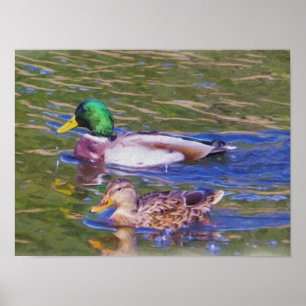 Poster Canards de Mallard
