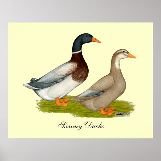 Poster Canards de Saxe (Devant)