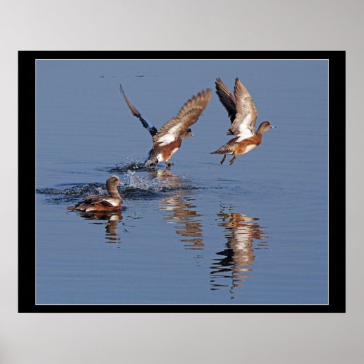 Poster Canards décolletés (Devant)