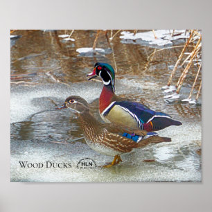 Poster Canards en bois sur la rivière de Muskegon