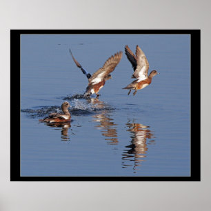 Poster Canards enlevant la copie