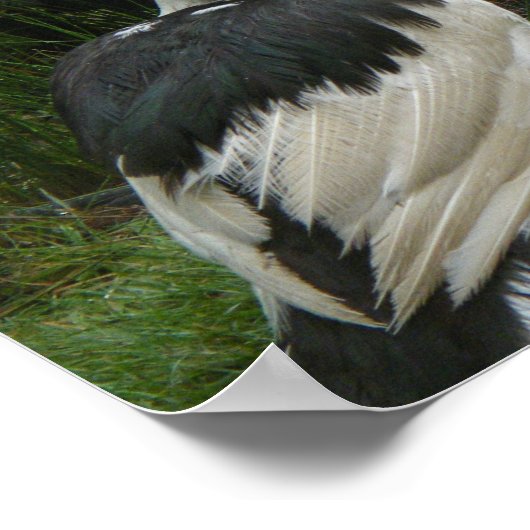 Poster Canards musqués et colliers (Coin)