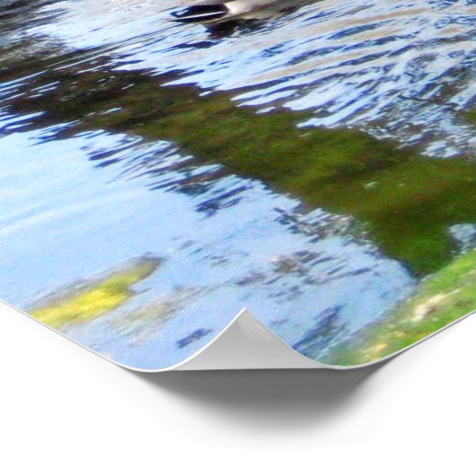 Poster "Canards nicheurs" (Coin)