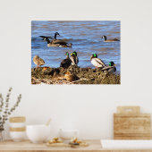 Poster Canards observant les oies (Cuisine)