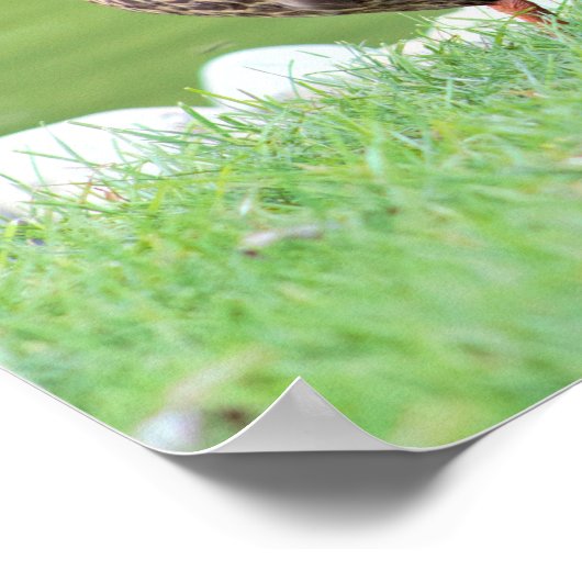 Poster Canards par Pond (Coin)