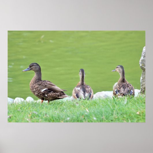 Poster Canards par Pond (Devant)