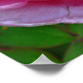 POSTER " CANDY ROSE PEONY" (PHOTOG) (Coin)