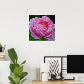 POSTER " CANDY ROSE PEONY" (PHOTOG) (Bureau à domicile)