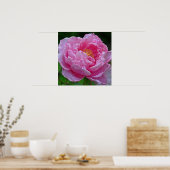 POSTER " CANDY ROSE PEONY" (PHOTOG) (Cuisine)