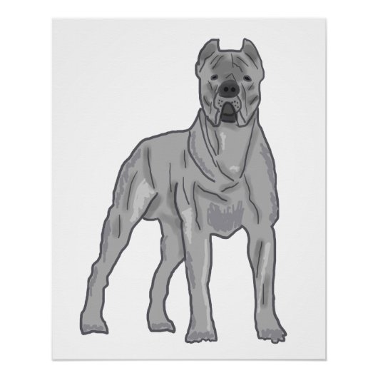Poster Cane Corso (Devant)