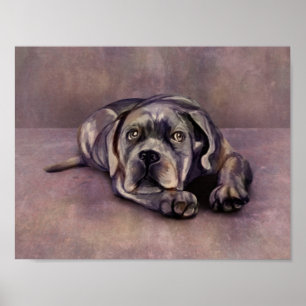 Poster Cane Corso - Italien Mastiff Puppy