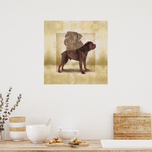 Poster Cane Corso - Mastiff italien (Cuisine)
