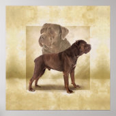 Poster Cane Corso - Mastiff italien (Devant)