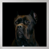 Poster Cane Corso - Mastiff italien (Devant)