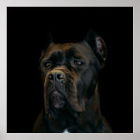 Cane Corso - Mastiff italien
