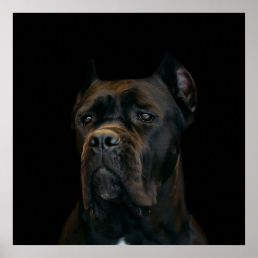 Poster Cane Corso - Mastiff italien (Devant)