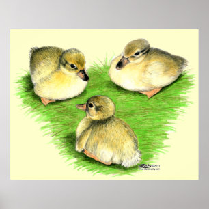 Poster Canetons de canard colvert enneigés