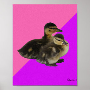 Poster Canetons sur Framboise Rose et Sorbet Violet