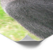 Poster canevas silverback 001 (Coin)