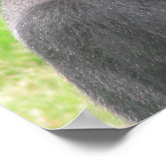 Poster canevas silverback 001 (Coin)