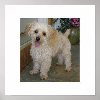Poster caniche