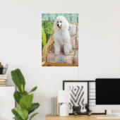 Poster Caniche Blanc (Bureau à domicile)