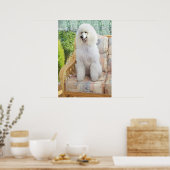 Poster Caniche Blanc (Cuisine)
