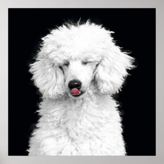Poster Caniche blanc idiot (Devant)