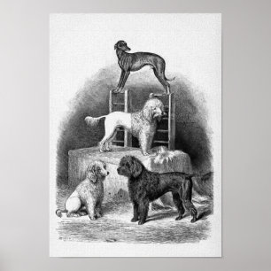 Poster "Caniches et un whippet "