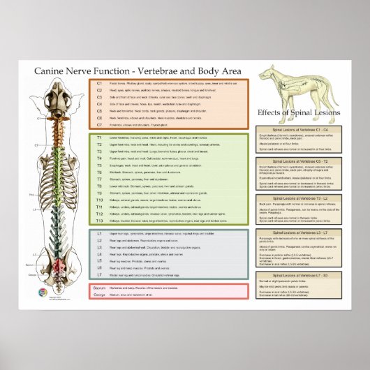 Poster Canine Nerves spinales chien fonction vétérinaire (Devant)