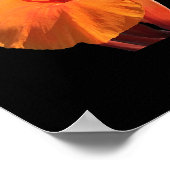 Poster Canna (Coin)