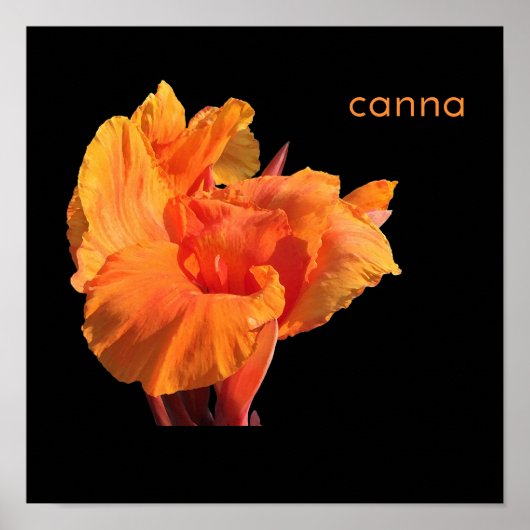Poster Canna (Devant)