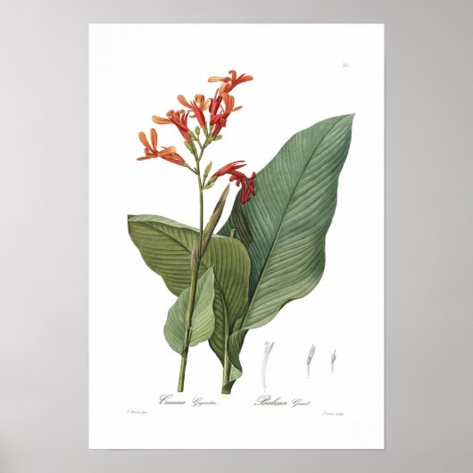 Poster Canna gigantea (Devant)
