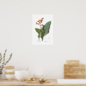 Poster Canna gigantea (Cuisine)