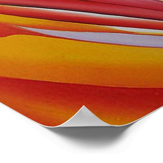 Poster Canne rouge (Coin)