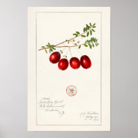 Canneberge américaine (Vaccinium macrocarpon)