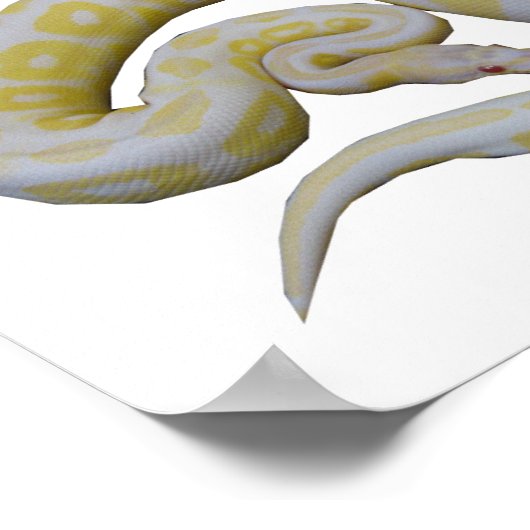 Poster Cannelle Albino (Coin)