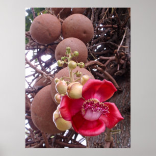 Poster Cannonball Tree