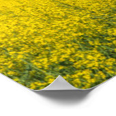 Poster Canola Field & Nuages (Coin)