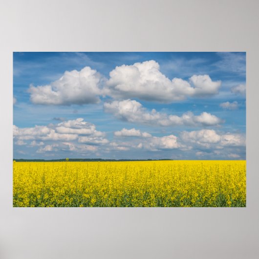 Poster Canola Field & Nuages (Devant)