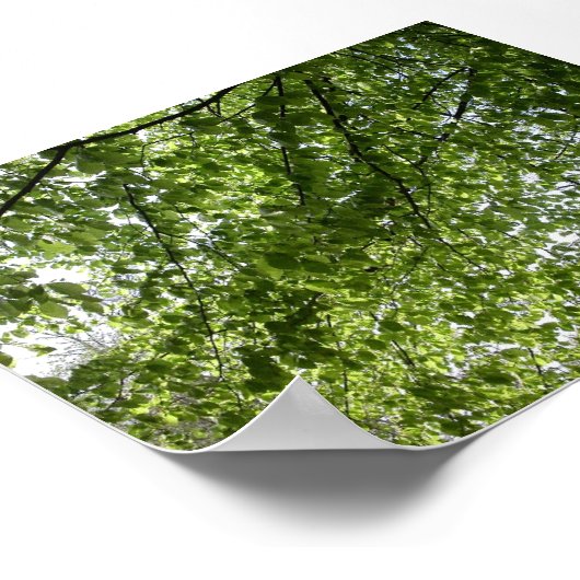 Poster Canopée (Coin)