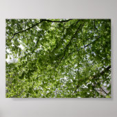 Poster Canopée (Devant)