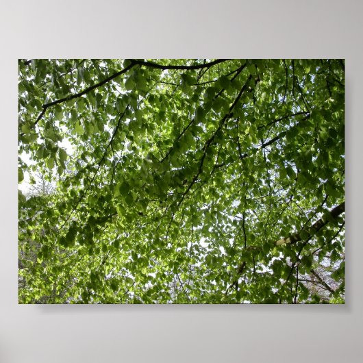 Poster Canopée (Devant)